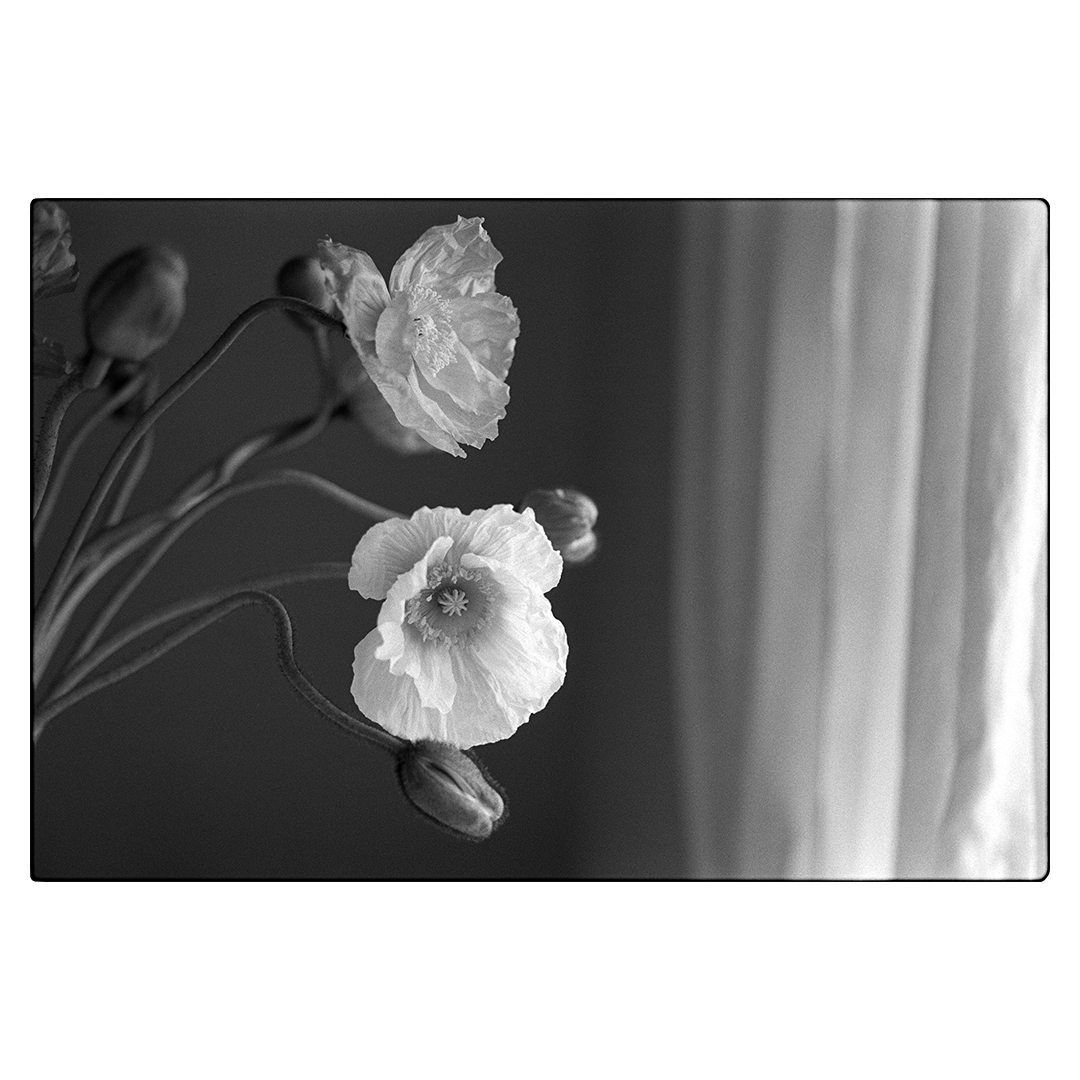 Film Paragraph | Kodak Alaris